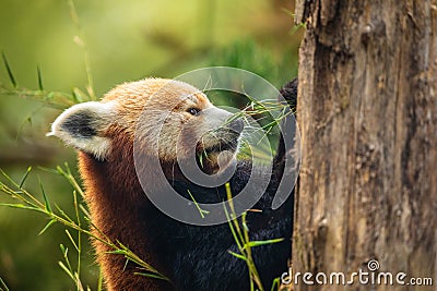 cute Red panda walking tree closeup and looking eyes Stock Photo