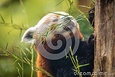 cute Red panda walking tree closeup and looking eyes Stock Photo