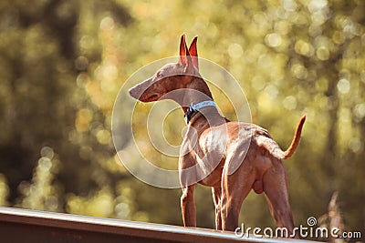 Cute red puppy Stock Photo