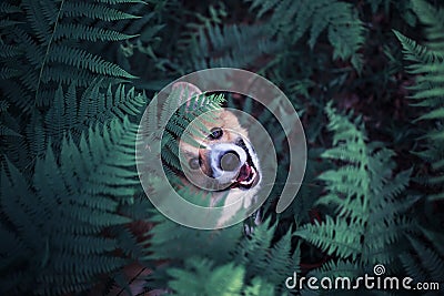 Cute red puppy dog corgi on a walk in the summer park he hid in the thick thickets of fern leaves and peeps funny Stock Photo