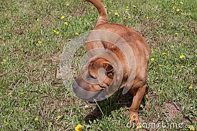 Cute red shar-pei puppy is playing on a green meadow. Pet animals. Stock Photo