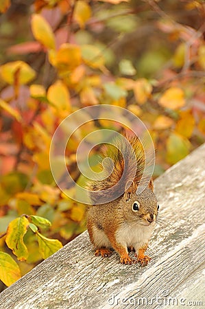 Cute red squirel Stock Photo