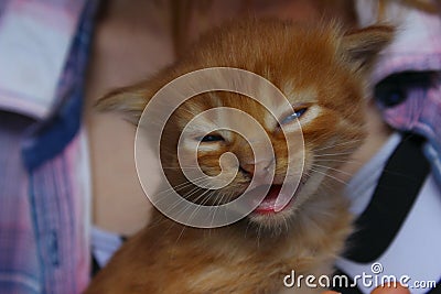 cute red tabby kitten. Animals day, mammal, pets concept. Stock Photo