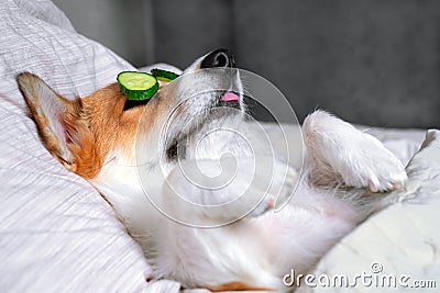 Cute red and white corgi lays on the bed with eye maks from real cucumber chips sticking out his tongue with pleasure. Head on the Stock Photo