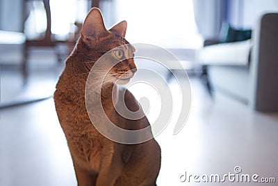 Cute redhead Abyssinian sitting on the floor in the apartment. Stock Photo
