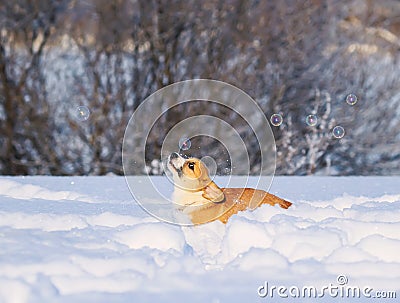 Cute redhead puppy Corgi funny catches shimmering soap beautiful bubbles running in white snow in winter Sunny Park Stock Photo