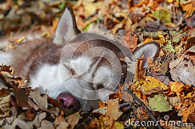 Cute redhead Siberian husky dog sleeps in pile autumn leaves. Stock Photo