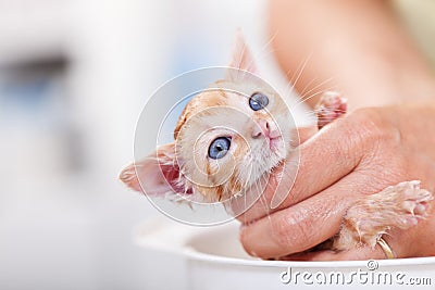 Cute rescue kitten afraid of her first bath - close up Stock Photo