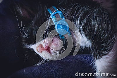 Cute rescued tuxedo kitten sleeping with blue collar around neck Stock Photo