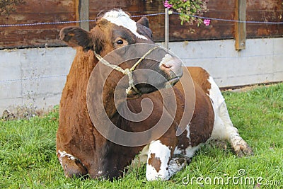 Cute resting cow in the pasture.Animal portrait in countryside Stock Photo