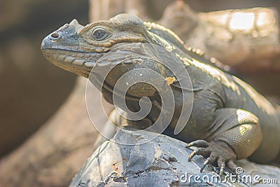 Cute rhinoceros iguana (Cyclura cornuta) is a threatened species of lizard in the family Iguanidae that is primarily found on the Stock Photo