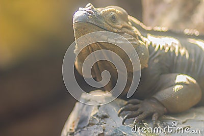 Cute rhinoceros iguana (Cyclura cornuta) is a threatened species of lizard in the family Iguanidae that is primarily found on the Stock Photo