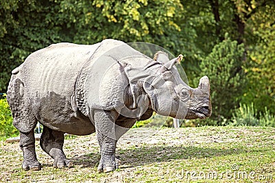 Cute rhinoceros in profile in the wild lit by the sun. horizontal Stock Photo