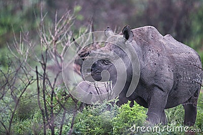 Cute rhinoceros walking in the wilderness Stock Photo