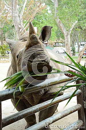 A cute rhinoceros in the zoo which has many animals Stock Photo