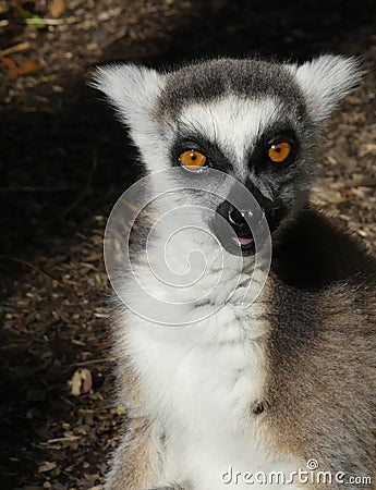 Cute Ringtailed Lemur Stock Photo