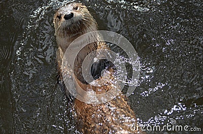 Really Cute River Otter Floating On His Back Stock Photo