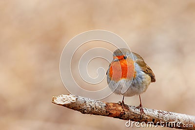 Cute robin (Erithacus rubecula) standing on a branch of a tree with a blurry natural background Stock Photo