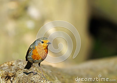 Cute robin redbreast Stock Photo