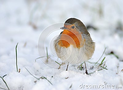 Cute robin on snow in winter Stock Photo