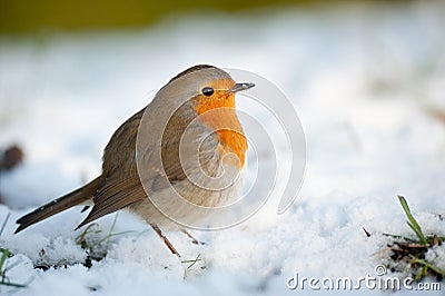 Cute robin on snow in winter Stock Photo