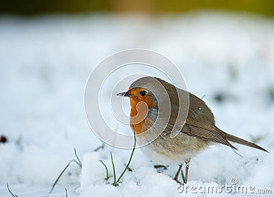 Cute robin in winter Stock Photo