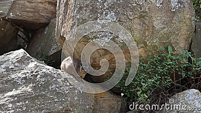 Cute rock hyrax on a big rock Stock Photo
