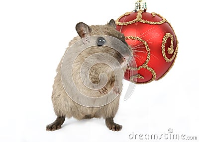 Cute rodent by Christmas decorations on snow white background Stock Photo