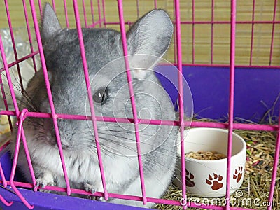 Adorable grey young chinchilla pet cage Stock Photo