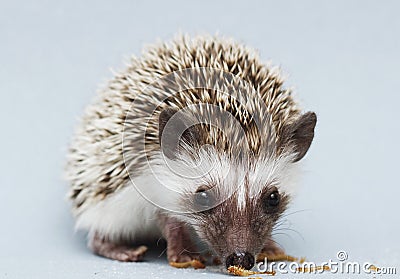 Cute rodent hedgehog baby atelerix albiventris background Stock Photo