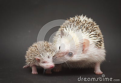 Cute rodent hedgehog love with baby Stock Photo