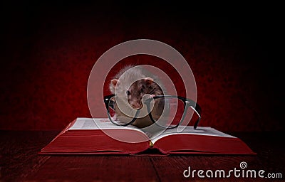 Cute rodent with reading glases looks into a big, red book Stock Photo