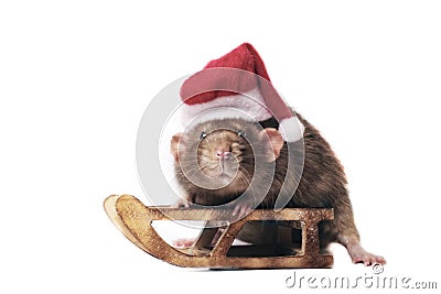 Cute rodent wearing a santa hat and sit on a christmas sled. Stock Photo