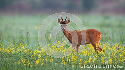 Cute roe deer buck looking into camera on a summer morning Stock Photo