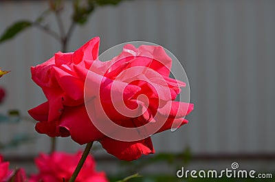 Cute rose Stock Photo