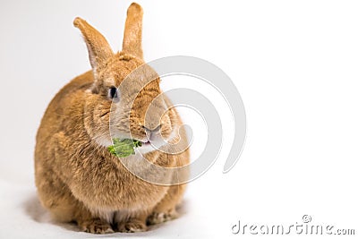 Cute rufus bunny rabbit makes funny facial expressions on white background eats kale Stock Photo