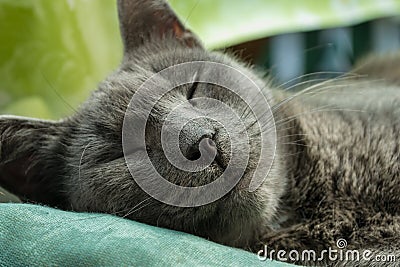 Cute Russian blue cat Stock Photo