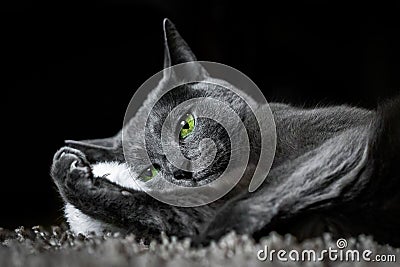 Cute russian blue purebreed cat grooming itself on carpet Stock Photo