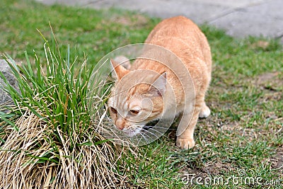 Cute rusty kitten sneezing bunch of grass Stock Photo