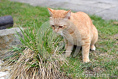 Cute rusty kitten sniffing bunch of grass Stock Photo