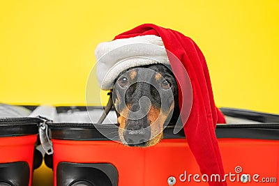 Cute sad dachshund in Santa costume and hat is lying in empty open suitcase, packed for Christmas vacation, so that Stock Photo