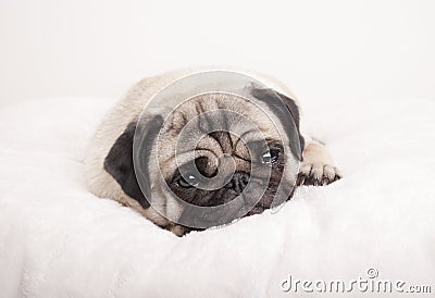 Cute sad little pug puppy dog, lying down crying on fuzzy blanket Stock Photo