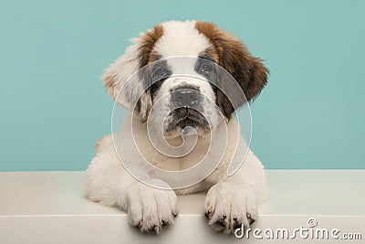 Cute Saint Bernard dog puppy looking at the camera lying down on a white floor on a blue background Stock Photo