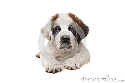 Cute Saint Bernard puppy dog looking at the camera, lying down on a isolated white background Stock Photo