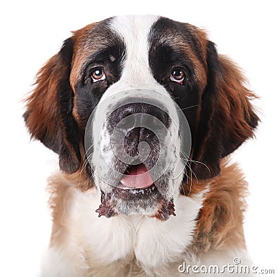 Cute Saint Bernard Purebred Puppy Stock Photo