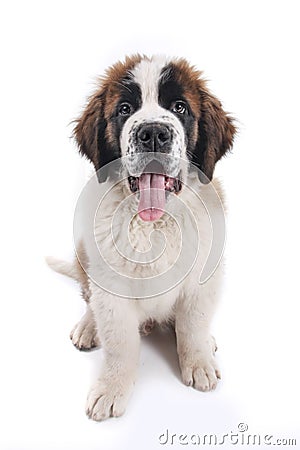 Cute Saint Bernard Purebred Puppy Stock Photo