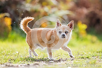 A cute sandy small Chorkie puppy dog looking around in the country Stock Photo