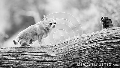 A cute sandy small Chorkie puppy dog standing on a log branch or fallen tree Stock Photo