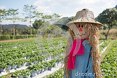 Cute scarecrow girl with rattan hat in strawberry farm Stock Photo