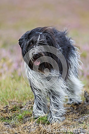 Cute Schapendoes, Dutch Sheepdog Stock Photo